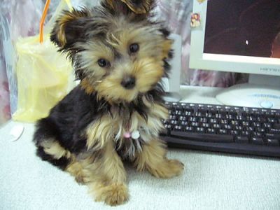 due incredibili yorkshire terrier cuccioli gratuitamente (cgoetz88@yahoo.com)
