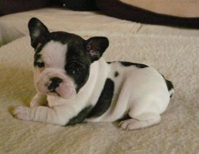 bulldog francese cuccioli