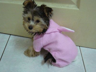 due incredibili yorkshire terrier cuccioli gratuitamente (cgoetz88@yahoo.com)