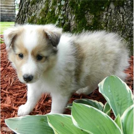  Regalo Cuccioli di shetland sheepdog