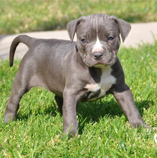  Regalo Cuccioli pitbull