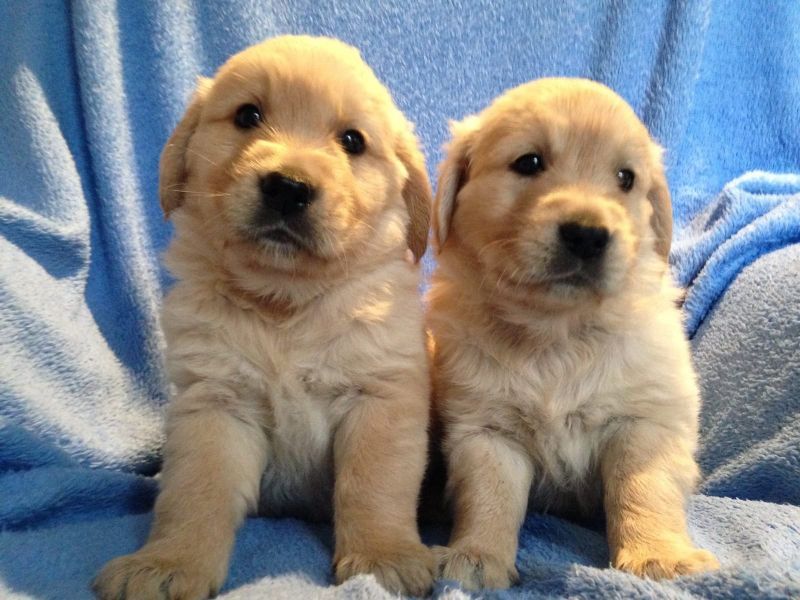 Bella e sani cuccioli di golden retriever per adozione (gratis)