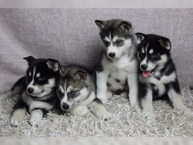  Regalo cuccioli Siberian Husky Maschio e Femmina