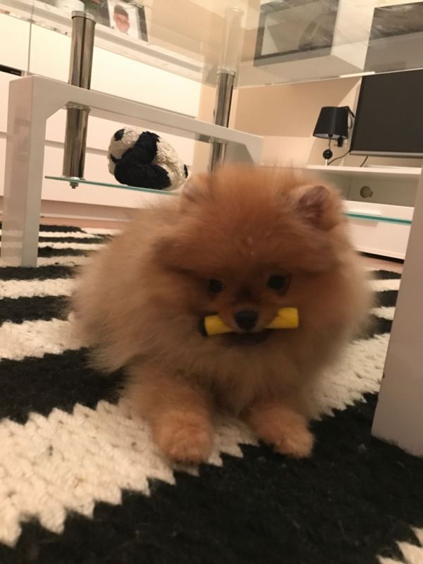 { Regalo Volpino di pomerania (spitz tedesco nano
