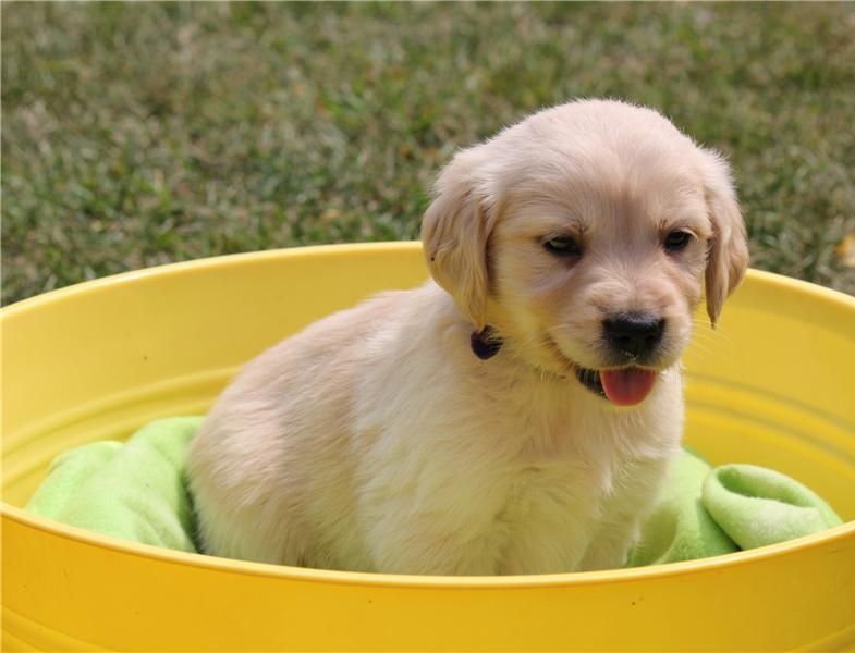   Regalo Cuccioli di Golden retriver