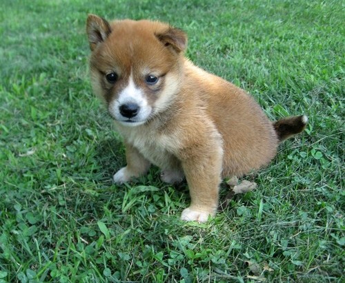  REGALO Cuccioli di Shiba Inu