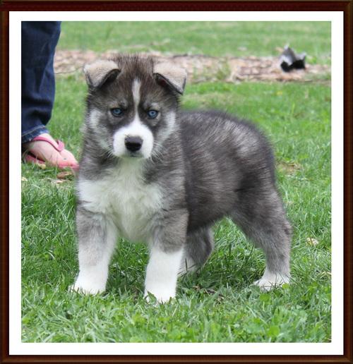  Regalo cuccioli Siberian Husky Maschio e Femmina