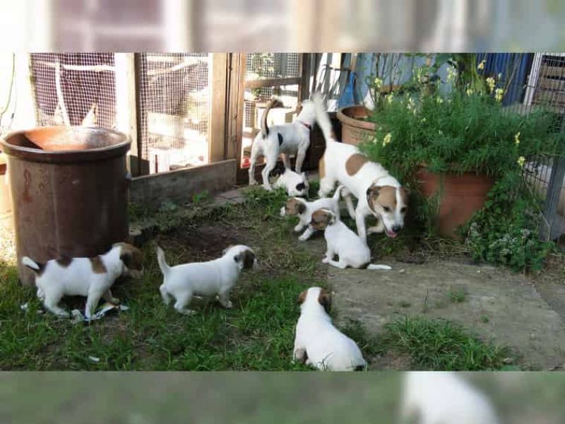  Regalo Jack Russell Terrier