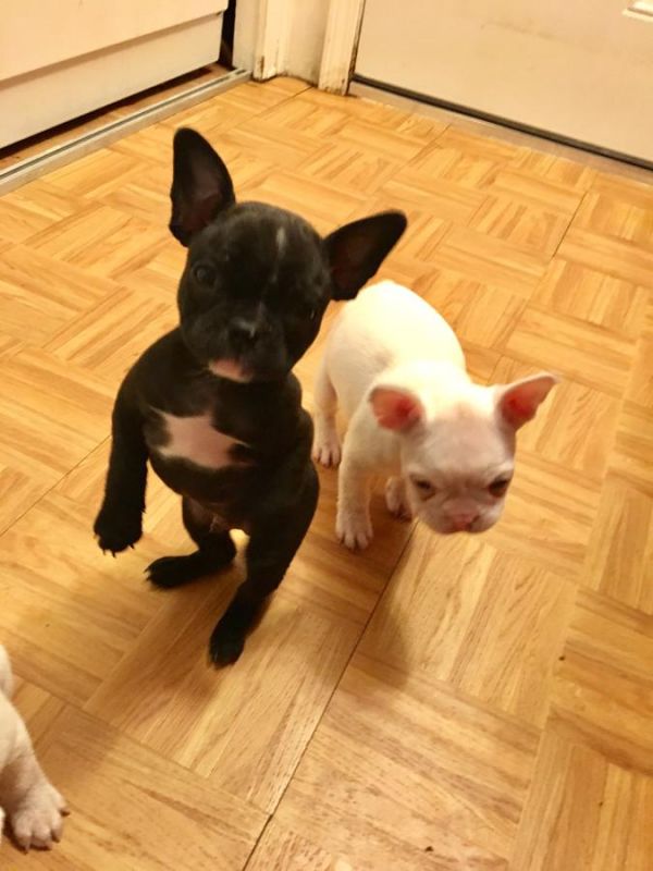 Stupendi cuccioli di Bouledogue Francese
