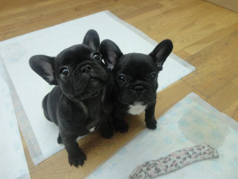 Bulldog Francese