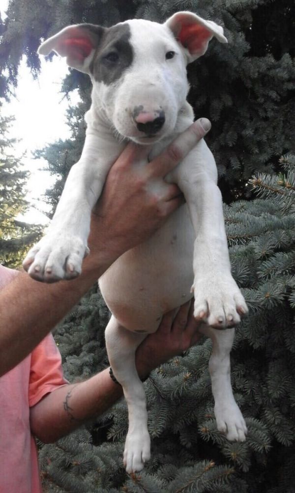 Bella e sani cuccioli di bull terrier per adozione (gratis)