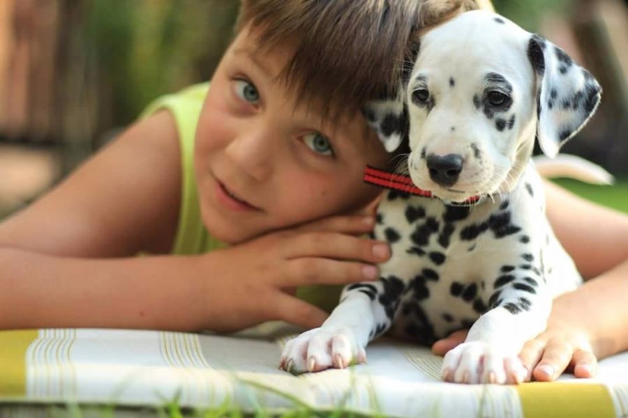 Bella e sani cuccioli di dalmata per adozione (gratis)