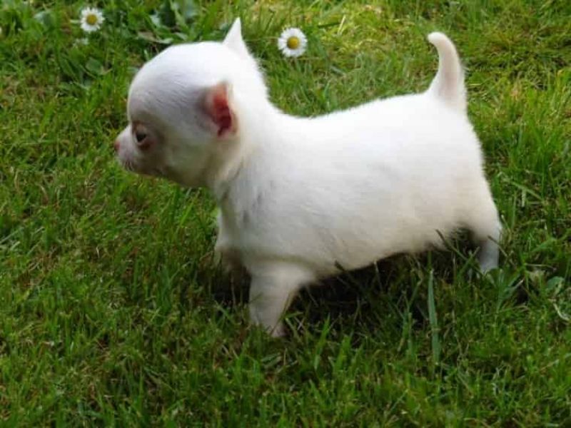  Regalo cuccioli di chihuahua Mini toy