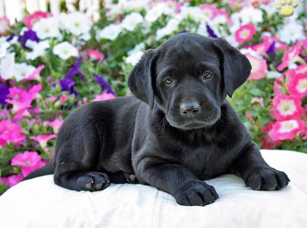 Fantastici cuccioli di labrador in regalo