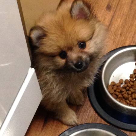 Bellissimi cuccioli di Volpino Pomerania