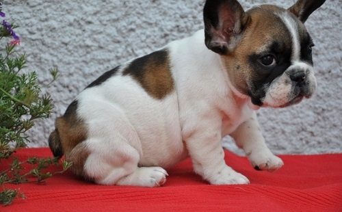 REGALO Cuccioli di Bulldog Francese....