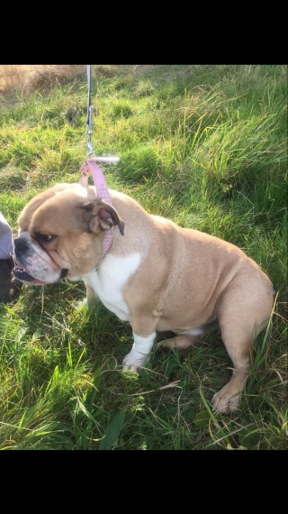 Bella Bulldog inglese cuccioli