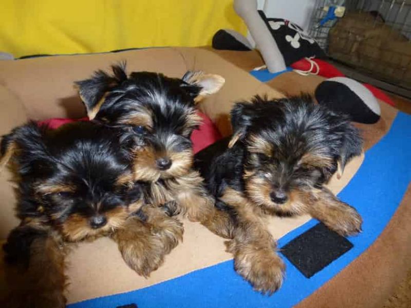  Regalo Abbiamo avere amorevole Yorkie cuccioli per l'Adozione