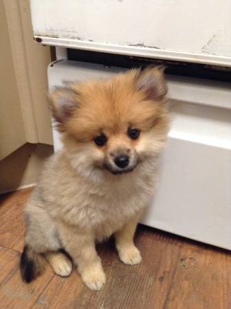  Volpino di pomerania