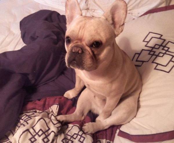 Bulldog Francese