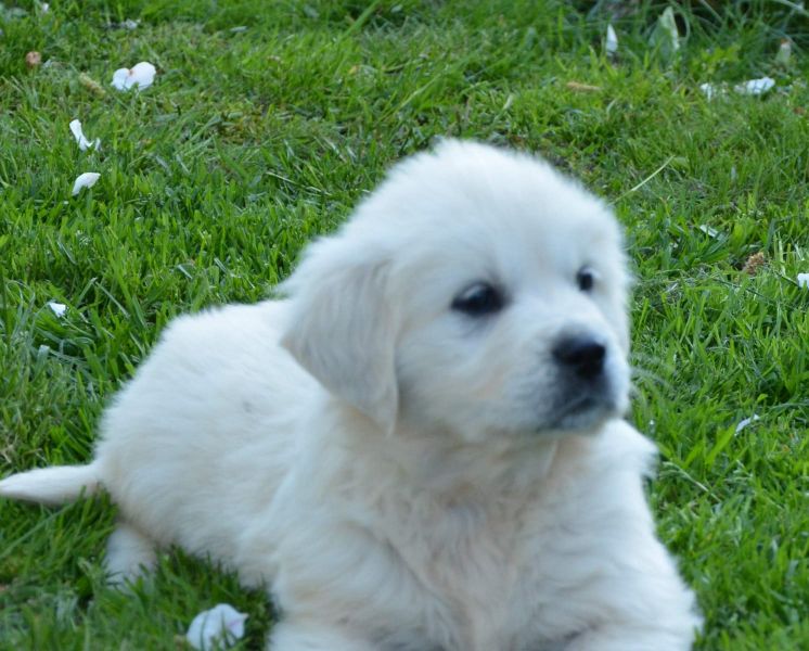 Cuccioli di golden retriever  ( Gratis )