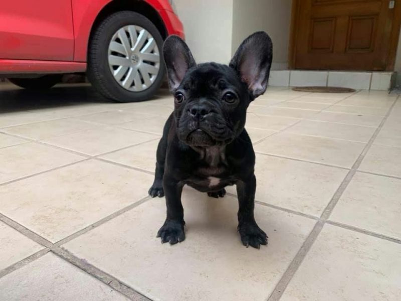 Vendo cuccioli di bulldog francese