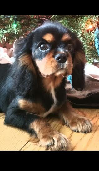 Cuccioli di Cavalier King Charles Spaniel