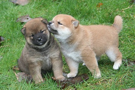 Due shiba inu cuccioli .
