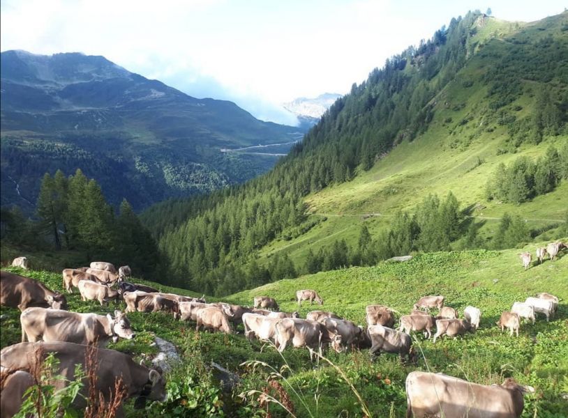 Cerco lavoro in alpeggio