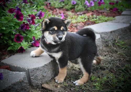  REGALO Cuccioli di Shiba Inu