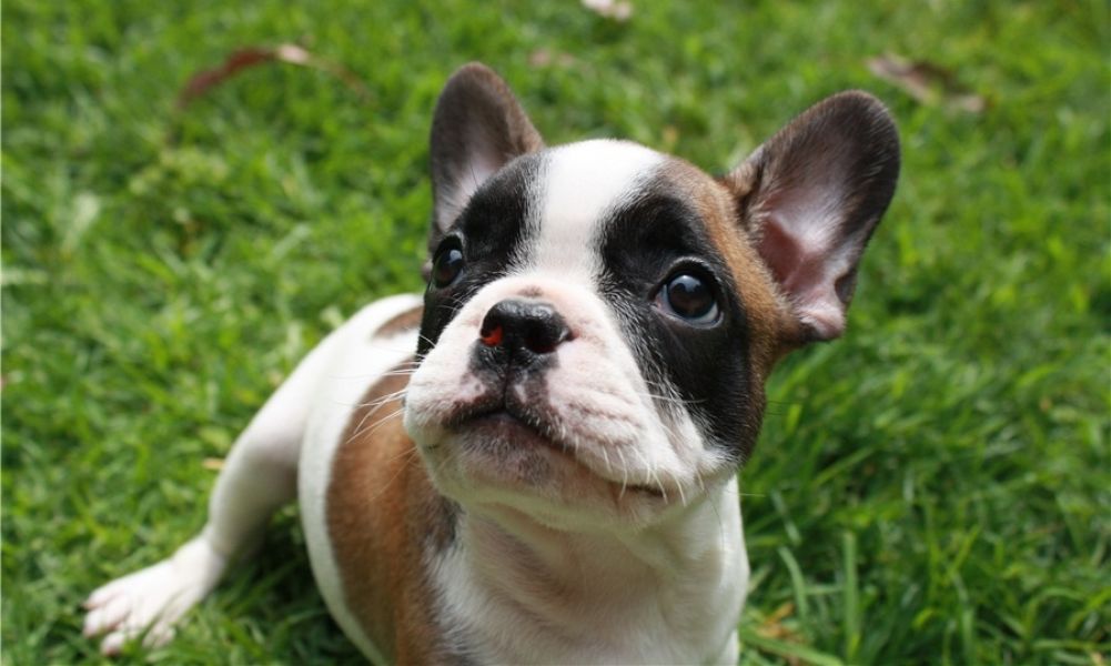 ....REGALO Cuccioli di Bulldog Francese
