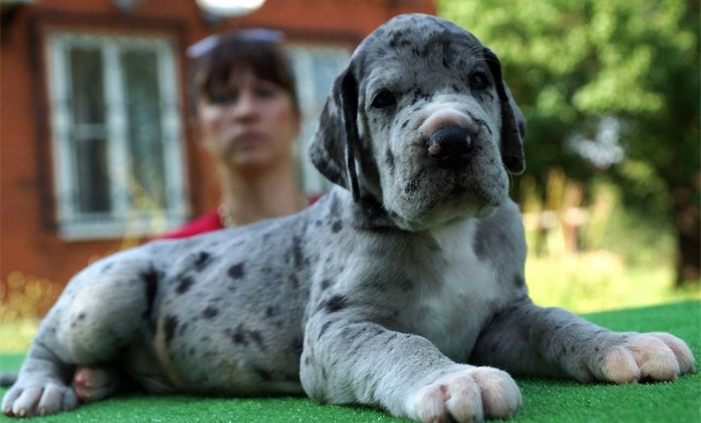Adorabili cuccioli Alano femminucce e maschietti disponibili...