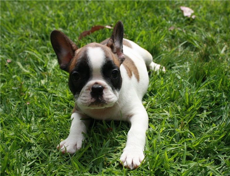 REGALO Cuccioli di Bulldog Francese