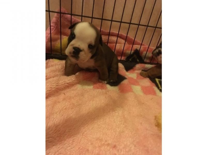 Bella Bulldog inglese cuccioli