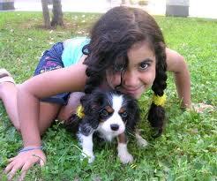 Calvalier king charles spaniel