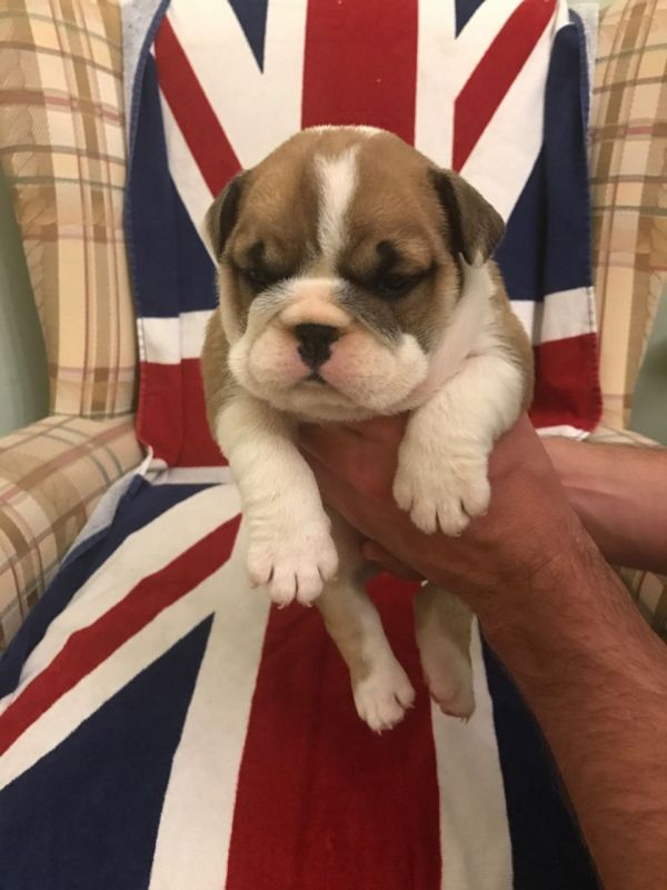 Bella Bulldog inglese cuccioli