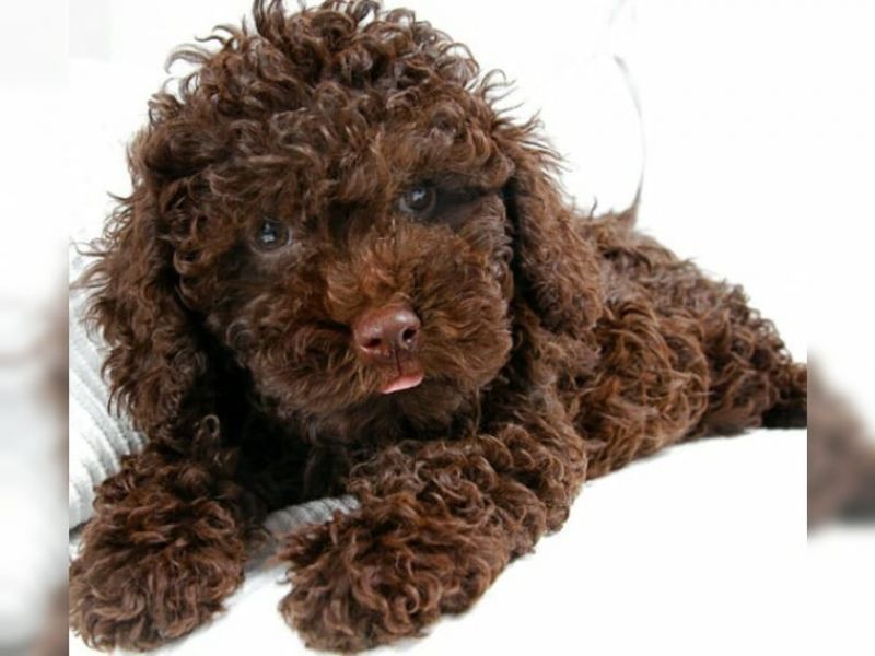  Regalo abbiamo cuccioli di barboncino