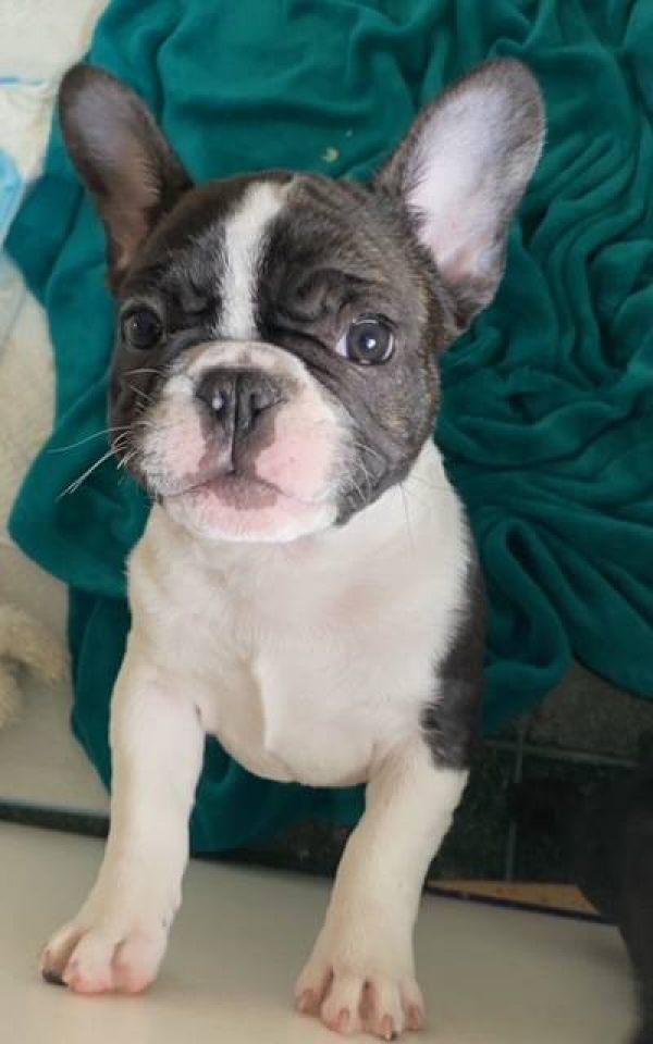  Regalo Meravigliosi cuccioli di bulldog francese E-MAIL  (marieiris783@gmail.com)