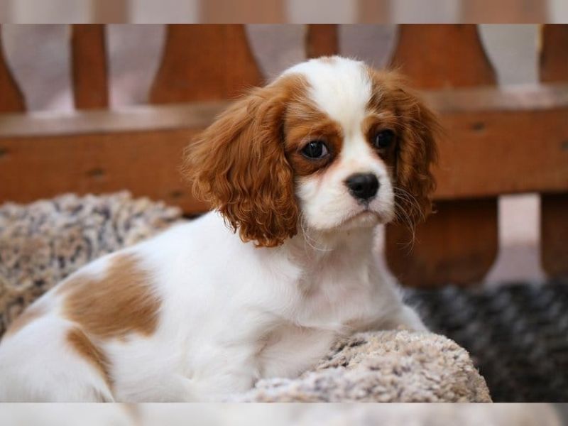  regalo cavalier king cuccioli meravigliosi !.....