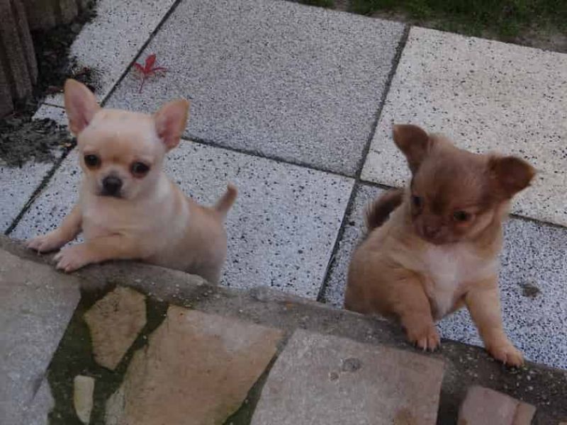  Regalo cuccioli di chihuahua Mini toy