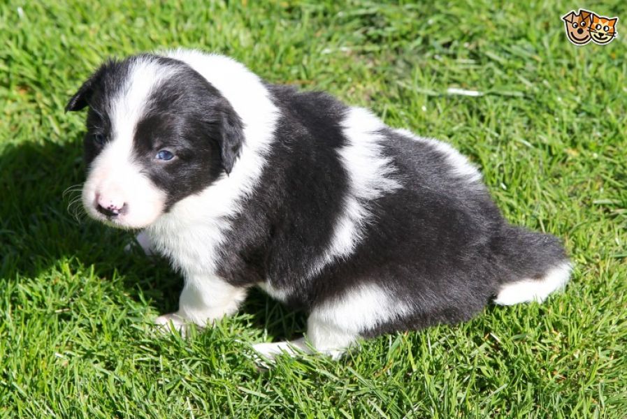 Adorabili cuccioli di border collie femminucce e maschietti disponibili . i cuccioli