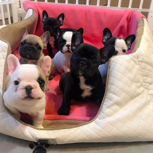 Adorabili cuccioli di Bulldog francese disponibili i