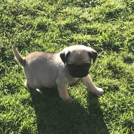 REGALO Cuccioli di Calino