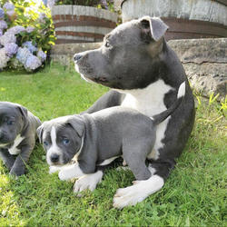 American staffordshire terrier