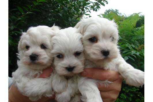   REGALO CUCCIOLI DI MALTESE MINI TOY  CUCCIOLI DI MALTESE MINI TOY cuccioli di maltese, maschi e fe