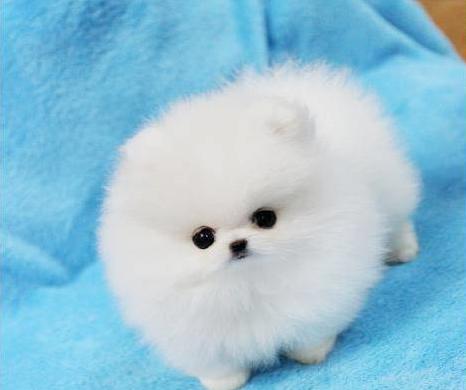  Regalo Cuccioli di volpino di pomerania
