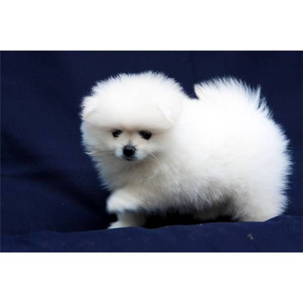  Regalo Volpino Pomerania cuccioli