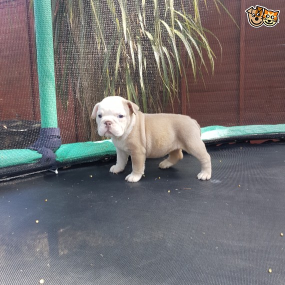 Regalo Bulldog inglese cuccioli disponibili