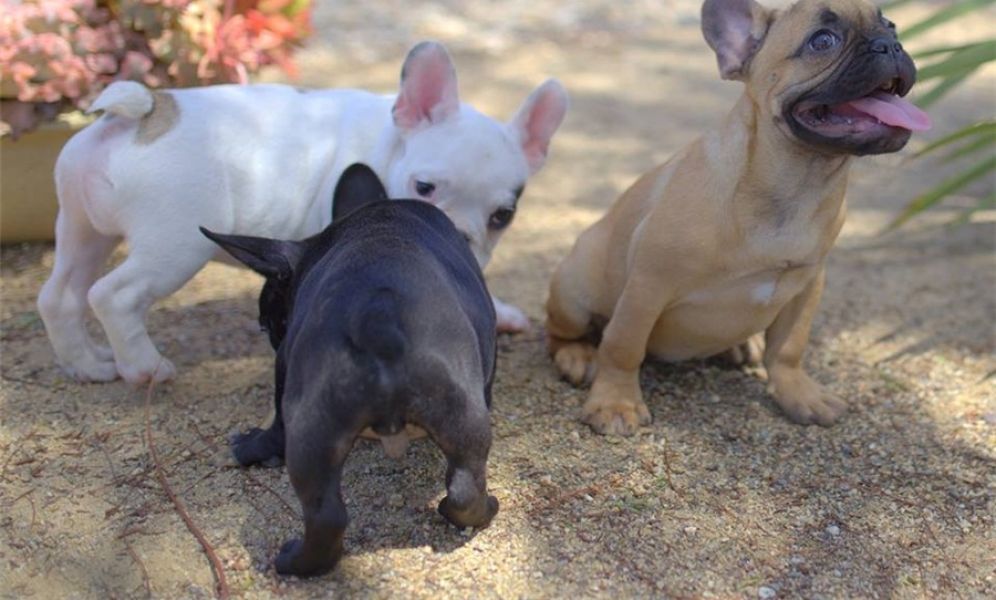  Regalo Cuccioli di Carlino