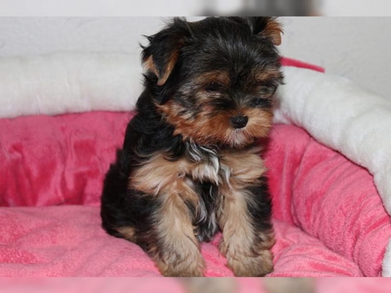  REGALO CUCCIOLI di Yorkie